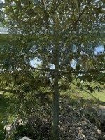 Mảnh Vườn Gần Vành Đai 4 - Trảng Bom Chủ Cần Bán Gấp Giá Hữu Nghị Chỉ 1Ty2/Sào