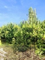 Bán Vườn Cà Na, Bên Sông Sg Tại Xã An Phú, Củ Chi, Tphcm, 5.9 Tỷ, 2860 M2 - Có 90M2 Thổ Cư