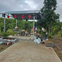 Bán vườn cây trái Diên Xuân giá rẻ ngay khu dân cư