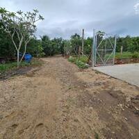 Bán vườn cây trái Diên Xuân giá rẻ ngay khu dân cư