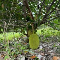 Bán vườn cây trái Diên Xuân giá rẻ ngay khu dân cư
