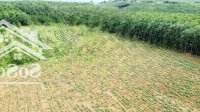 Bán 4,5 Ha Đất Đỏ Ở Ea Bar Sông Hinh Phú Yên