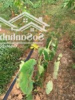 Kẹt Tiền Kinh Doanh Bán Nhanh Lô Đất Vườn 1000M2, Giá Chỉ 490 Triệu Đường Ô Tô Đến Đất
