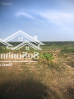 Bán Gấp Miếng Đất 3 Mẫu 6 Cách Trường Tiểu Học Tân Đức 2 Khoảng 1Km. Giá 800 Triệu/Mẫu