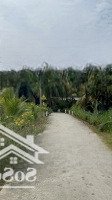 Mặt Tiền Trực Diện Sông Tân Phú Đông, Tiền Giang, Thoáng Mát Trong Lành. Giá Chỉ: 485 Triệu Ạ