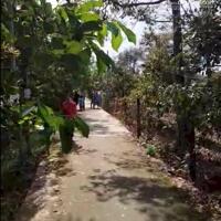 Vườn sầu riêng Tân Phú Châu Thành Bến Tre, đường ô tô, có sẵn 300 thổ cư