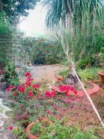 Bán Nhà Vườn 518M² Long Phước, Tp Bà Rịa Vị Trí Đẹp, Phát Triển Kinh Doanh