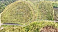 Hơn 1,75 Ha Thực Tế Hơn 2 Ha, Nguyên Ngọn Đồi Trồng Cà Phê, 2 Mặt Tiền, Đường Nhựa 6M Bằng Phẳng