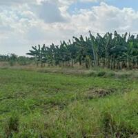 Bán đất tại Xã Xuân Bảo, Cẩm Mỹ, Đồng Nai, diện tích 8600m2 giá 600 Triệu/sào