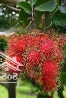 Bán Nhà Riêng Lý Thái Tổ, Đại Phước, Nhơn Trạch, Đồng Nai, 1,75 Tỷ, 71M2, Chính Chủ Hot!