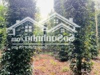 1,3Ha Có 300 Thổ Cư Đường Nhựa, Vườn Trái Cây + Nhà C4 View Suối
