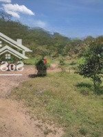 Cần Bán 3000M2 Có Nhà Và Vườn Cây Ăn Trái Xã Phước Tân Xuyên Mộc Có 75M Mặt Tiền Đường Nhựa