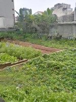 Bán Đất Mp Phú Xá, Tây Hồ, Hà Nội, Giá Siêu Hời 55 Tỷ, 220M2