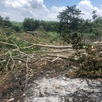 Cần Bán 9898m2 Đất Chính Chủ Tại Ấp 3, xã Phước Bình,  Huyện Long Thành, Đồng Nai, Giá Chỉ 20 tỷ.
