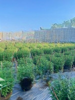Bán Đất Đẹp 200M2 Tại Xã Hòa Liên, Hòa Vang, Đà Nẵng, Giá Bán 2,2 Tỷ