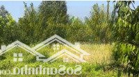 Bán Gấp 2 Hecta Đất Xã Phú Lý, Huyện Vĩnh Cửu, Đồng Nai Giá Rẻ, Sổ Hồng Riêng
