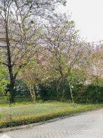 Biệt Thự Có Hầm, Hố Chờ Thang Máy, Nhận Nhà Ngay, Đã Có Sổ Đối Diện Vườn Hoa Ciputra. Liên Hệ: 0983650098