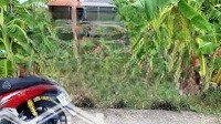 Bán Đất Tại Đường Tân Đông Cầu Bà Trà, Xã Long Hưng, Gò Công, Tiền Giang, 198M2 (100M2 Thổ)