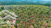 Bán Đất Tại Biệt Thự Phía Tây Măng Đen , Kon Tum, Giá Cực Chất 12,3 Tỷ, Cực Chất 12,3 Tỷ, 510M2