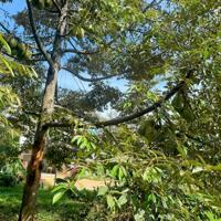 Cô Chú Lớn Tuổi - Cần Bán Gấp Mảnh Đất Vườn 1500m2 Thống Nhất, Đồng Nai