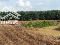 Đất Sào Xã An Cơ, Huyện Châu Thành, Tây Ninh, Cách Đường Nhựa 200M, Làm Vườn, Nhà Vườn, Nuôi Yến