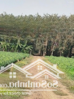 Đất Sào Xã An Cơ, Huyện Châu Thành, Tây Ninh, Cách Đường Nhựa 200M, Làm Vườn, Nhà Vườn, Nuôi Yến