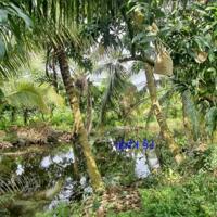 Bán vườn xoài: 13.000m² (Mặt tiền 20m, nở hậu) Đường đá xe ba gác, xã Láng Biển, H Tháp Mười,