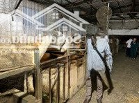 Trang Trại Độc Quyền Nhà Phố Thanh Hóa