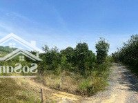 Cần Tiền Bán Đất Cln Tại Xã Sông Cầu Khánh Vĩnh, Trên Đất Đã Có 100 Cây Bưởi Đang Cho Thu Hoạch