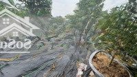 Bán 100M Ngang 5M Tại Tđc Đường Hồ Chí Minh, Khu 3 Hà Lộc, Thị Xã Phú Thọ, Tỉnh Phú Thọ. Giá 9Xxtr