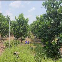  Bán vườn mít: 14.000m² (30m x 480m, thổ 300m²)  Đường nhựa 3.5m, xã Láng Biển, H Tháp Mười. Đồng Tháp