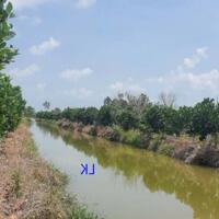  Bán vườn mít: 14.000m² (30m x 480m, thổ 300m²)  Đường nhựa 3.5m, xã Láng Biển, H Tháp Mười. Đồng Tháp