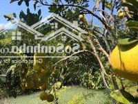 Cơ Hội Vàng Đầu Tư Đất Tp. Long Khánh Giá Chỉ 950 Triệu/Sào