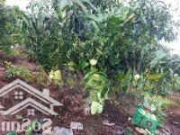 Chủ Kẹt Tiền Bán Gấp Mảnh Vườn Tại Thống Nhất - 1600M2 Giá Chỉ 890 Triệu/Sào. Ngân Hàng Có Hỗ Trợ