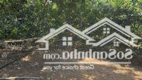 Chủ Nhượng Lại Vườn Cây Ăn Trái Long Khánh Giá Chỉ 890 Triệu - Ngân Hàng Hỗ Trợ Vay 50%