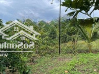 Chủ Nhượng Lại Vườn Cây Ăn Trái Long Khánh Giá Chỉ 890 Triệu - Ngân Hàng Hỗ Trợ Vay 50%