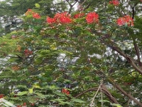 Chính Chủ Sổ Đỏ Bán Nhà 18 Đường Đông Thắng S= 168M2, Mặt Tiền 10M, Dài 16,8M Giá Bán: 22 Tỷ