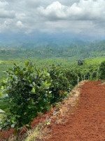 Bán Đất Tại Nam Hà, Sẵn Vườn Trái Cây Giá Bán 5,28 Tỷ, 3200 M2 Sổ Hồng Riêng, Sẵn Thổ Cư, View Cực Đẹp