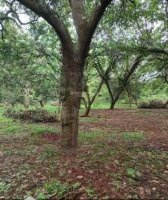 Bán Gấp Đất 1000M2 Tại Đường Bùi Hữu Nghĩa - Đồng Nai - Biên Hoà - Giá Bán 900 Triệuiệu- Shr Chính Chủ