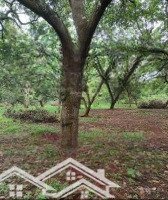 Bán Gấp Đất 1000M2 Tại Đường Bùi Hữu Nghĩa - Đồng Nai - Biên Hoà - Giá Bán 900 Triệuiệu- Shr Chính Chủ