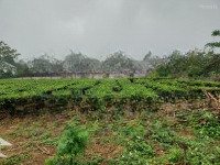 Ba Vì Đất Cắt Bán Pháp Lý Đang Chờ Sổ. 628M. Mặt 16M