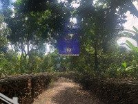 Ngộp Sâu Gần 1,3Ha Giá Chỉ 10Tỷ - Vườn Sầu Riêng 6 Năm Tuổi Đang Thu Hoạch Tại Cẩm Mỹ - Long Thành