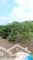 Bán 3 Sào Vườn Sầu Riêng Tại Đông Hoà Trảng Bom, Giá Chỉ 700 Triệu/Sào Quá Rẻ Ạ