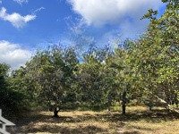 Bán Đất 12436 M2 Tại Xã Vạn Phú, Vạn Ninh Xã Vạn Phú, Vạn Ninh, Khánh Hòa, Giá 99 Vnd, View Đẹp Hot