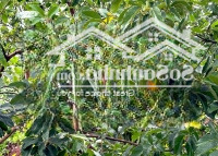 Chỉ Cần 650 Triệu Cho Lô Đất 831M2, Sẵn 260M2 Thổ Cư Tại Xã Đông Thanh, Lâm Hà. Ô Tô Đến Tận Nơi
