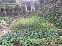 Chủ Cũ Tìm Chủ Mới 92M2, 4.6M, 5.83 Tỷ, Nở Hậu, Ô Tô, Thông, Việt Hùng, Đông Anh.