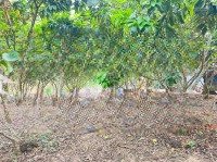 Bán Lô Đất Tại Thị Trấn Mẫn Đức 600M Có Đất Ở Giá Chỉ 2Xx Triệu