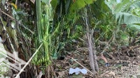 Vườn Cây 400M Đủ Loại Cây 200M Thổ Cư Tiện Xây Biệt Thự Sân Vườn Đường Đẹp 12M