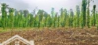 Bán Đất 2327M2, Mặt Tiền Đường 1 Sẹc Đường Tỉnh Lộ 764, Xuân Tây, Cẩm Mỹ, Đồng Nai. Chỉ 990 Triệuiệu