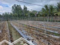 Bán Đất Tại Xã Vị Thủy, Hậu Giang, Giá Bán 1,953 Tỷ, Diện Tích 2000 M2 Có 1811M2 Thổ Cư